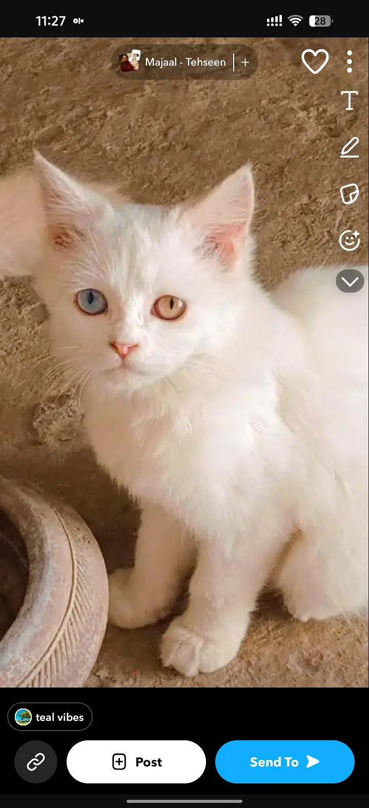 healthy Himalayan kitten white eye's good health litter trained — photo 3