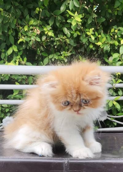 Persian kittens triple coated punch face