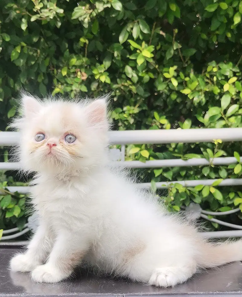 Persian kittens triple coated punch face — photo 2