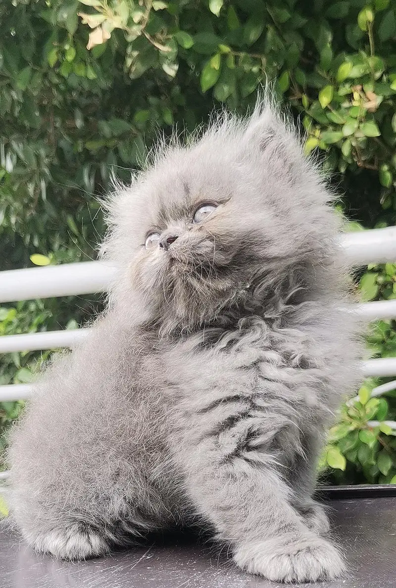 Persian kittens triple coated punch face — photo 3