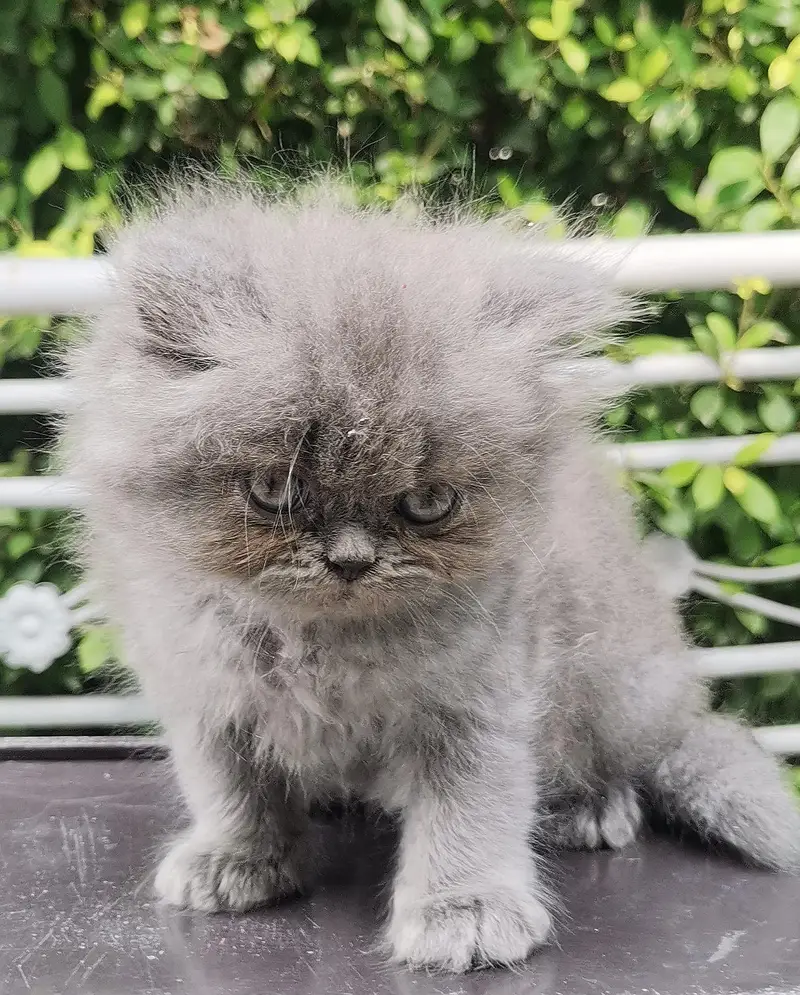 Persian kittens triple coated punch face — photo 4