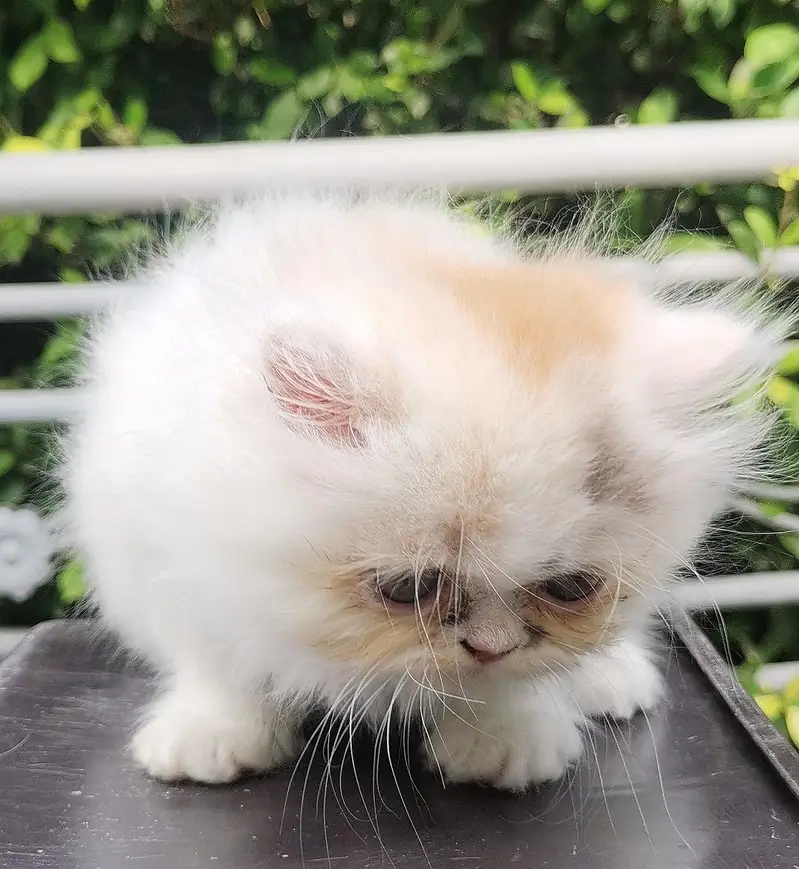 Persian kittens triple coated punch face — photo 5