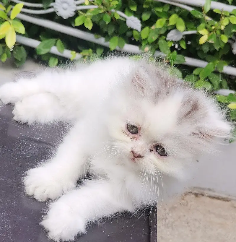 Persian kittens triple coated punch face — photo 6