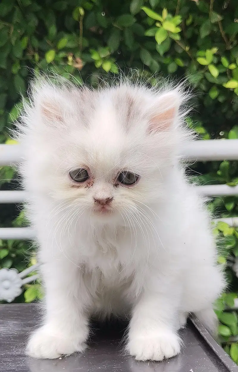 Persian kittens triple coated punch face — photo 7
