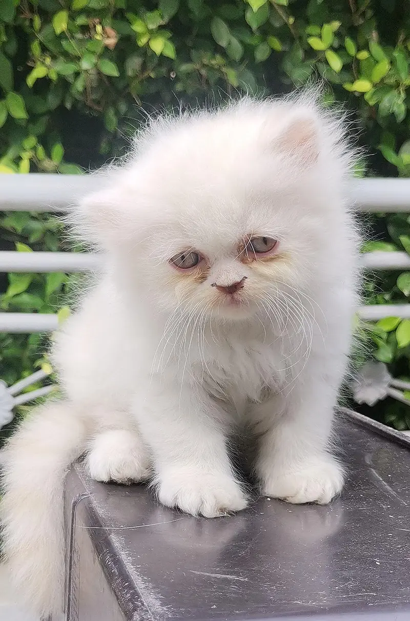 Persian kittens triple coated punch face — photo 8