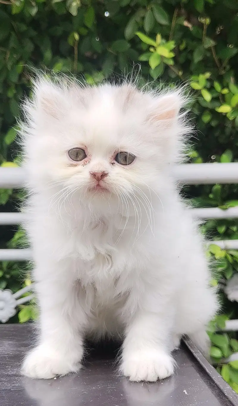 Persian kittens triple coated punch face — photo 9