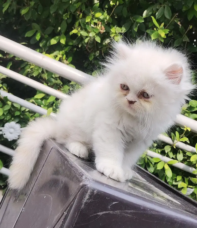 Persian kittens triple coated punch face — photo 10