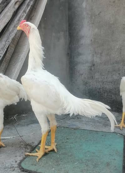 White Shamoo Pathy Pathiya