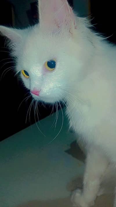 Persian cat for sell