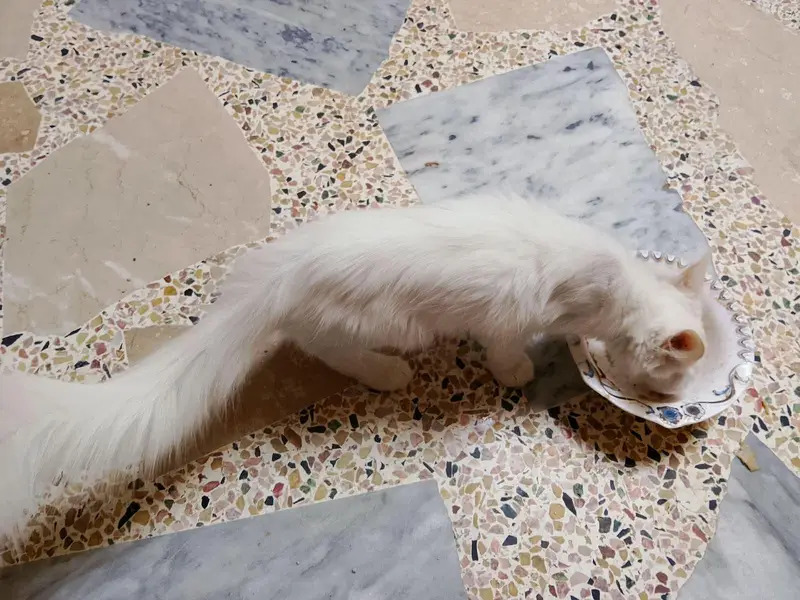 Persian cat for sell — photo 2