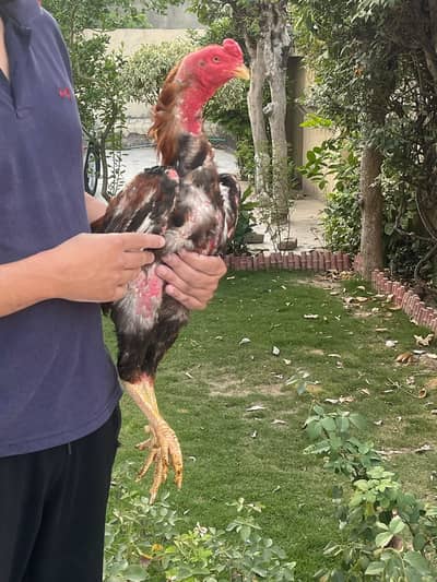 Turkish × Thai Aseel Rooster for Sale 