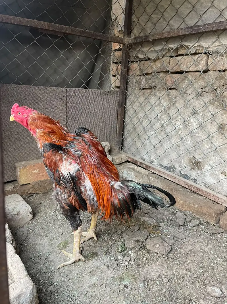 Turkish × Thai Aseel Rooster for Sale  — photo 2