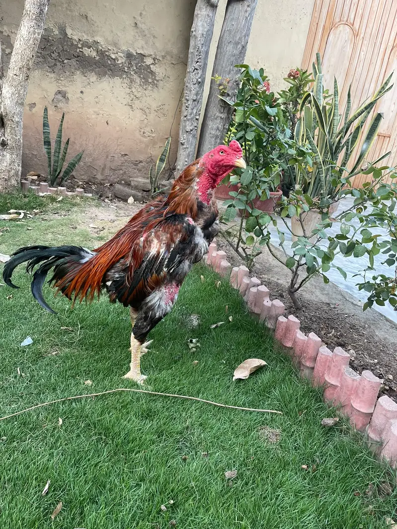Turkish × Thai Aseel Rooster for Sale  — photo 3