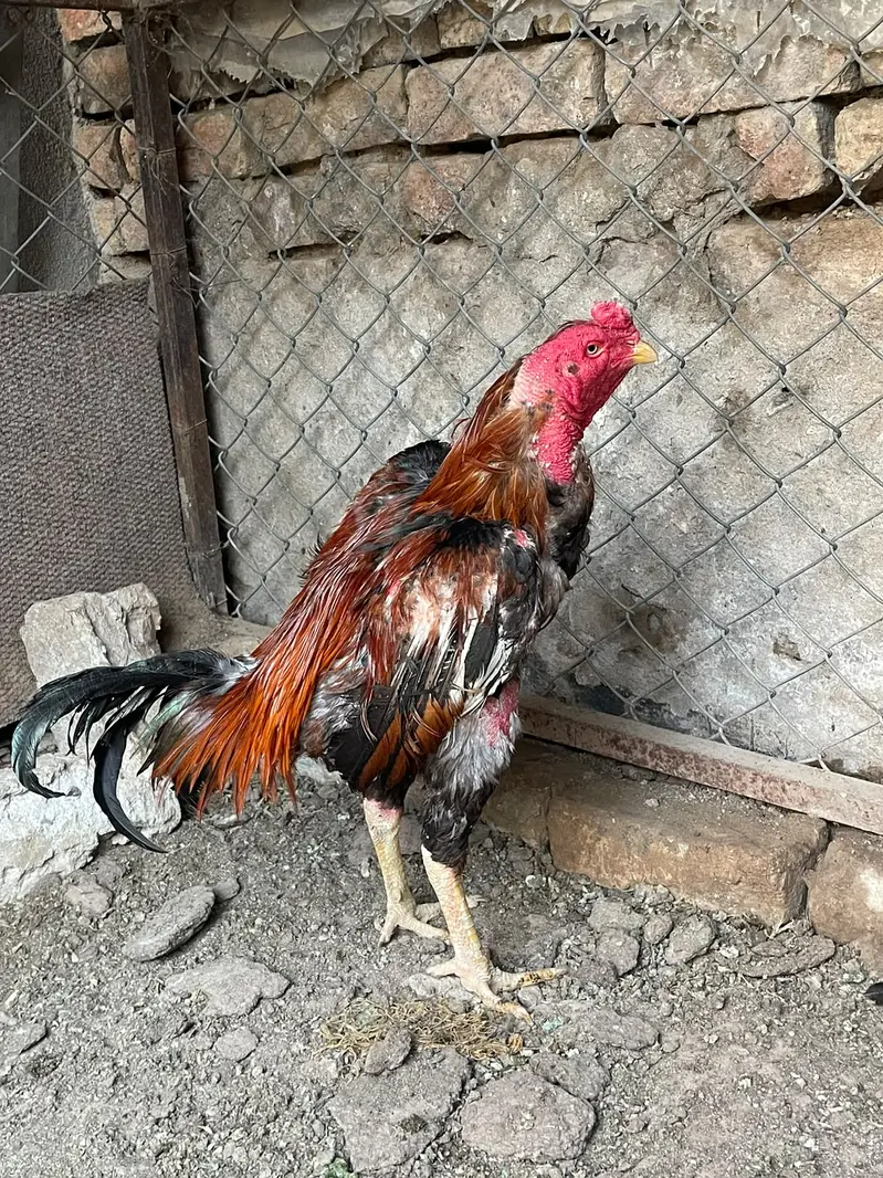 Turkish × Thai Aseel Rooster for Sale  — photo 4