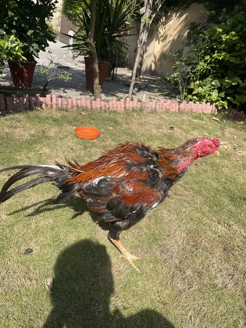 Turkish × Thai Aseel Rooster for Sale  — photo 5