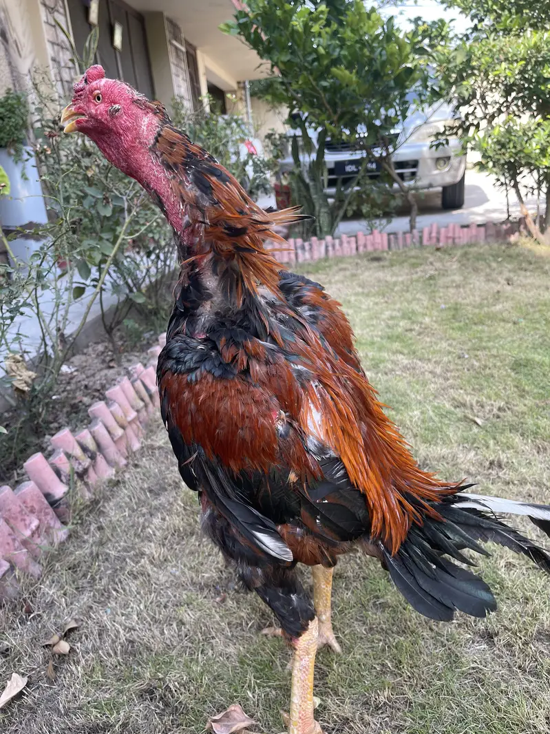 Turkish × Thai Aseel Rooster for Sale  — photo 6