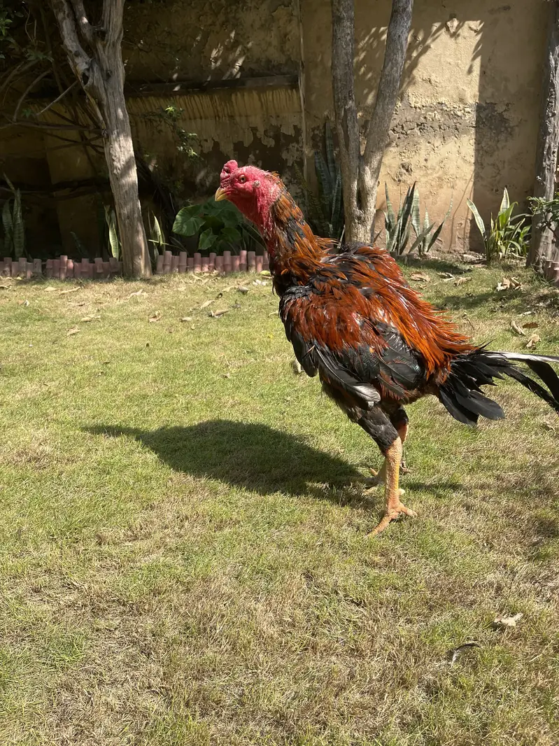 Turkish × Thai Aseel Rooster for Sale  — photo 7