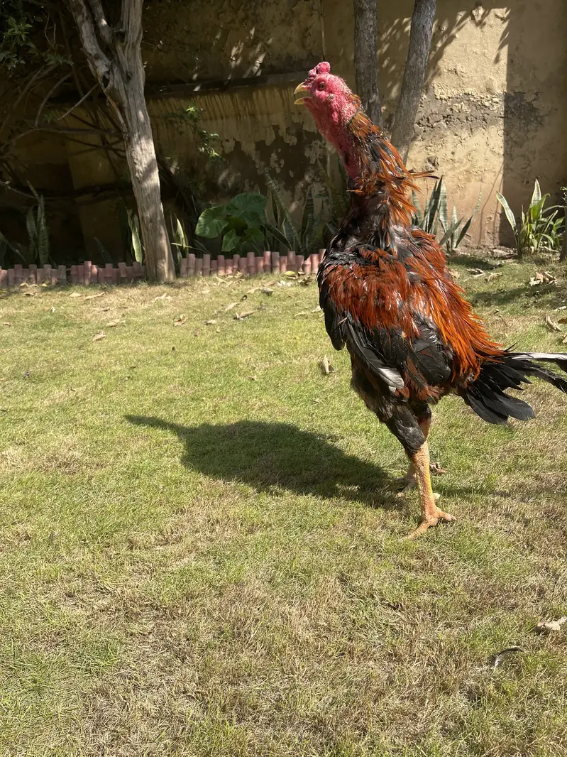 Turkish × Thai Aseel Rooster for Sale  — photo 8