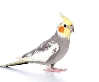 Cocktail Pait for sale