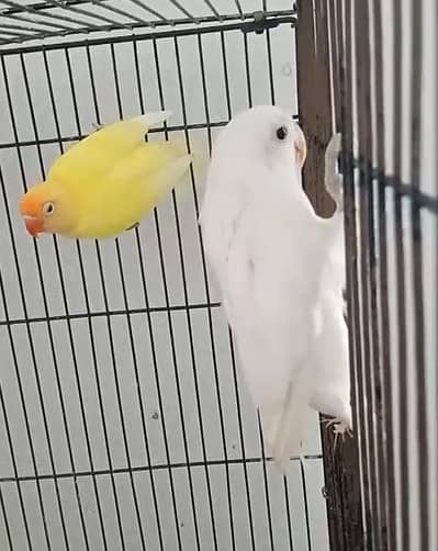 love birds for sale