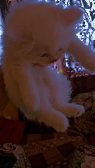 Cute & Healthy Purebred Persian Kittens Available for Loving Homes