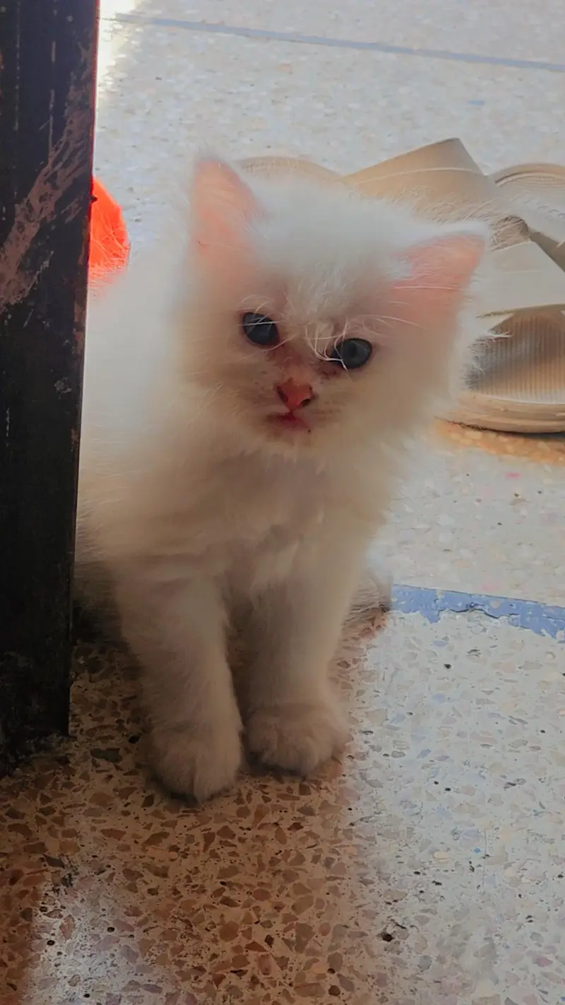 Cute & Healthy Purebred Persian Kittens Available for Loving Homes — photo 2
