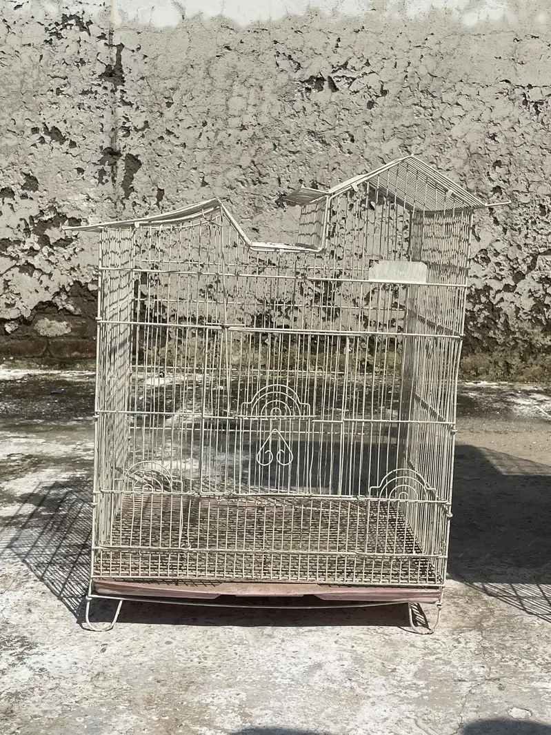 parrots and cages for sell — photo 2