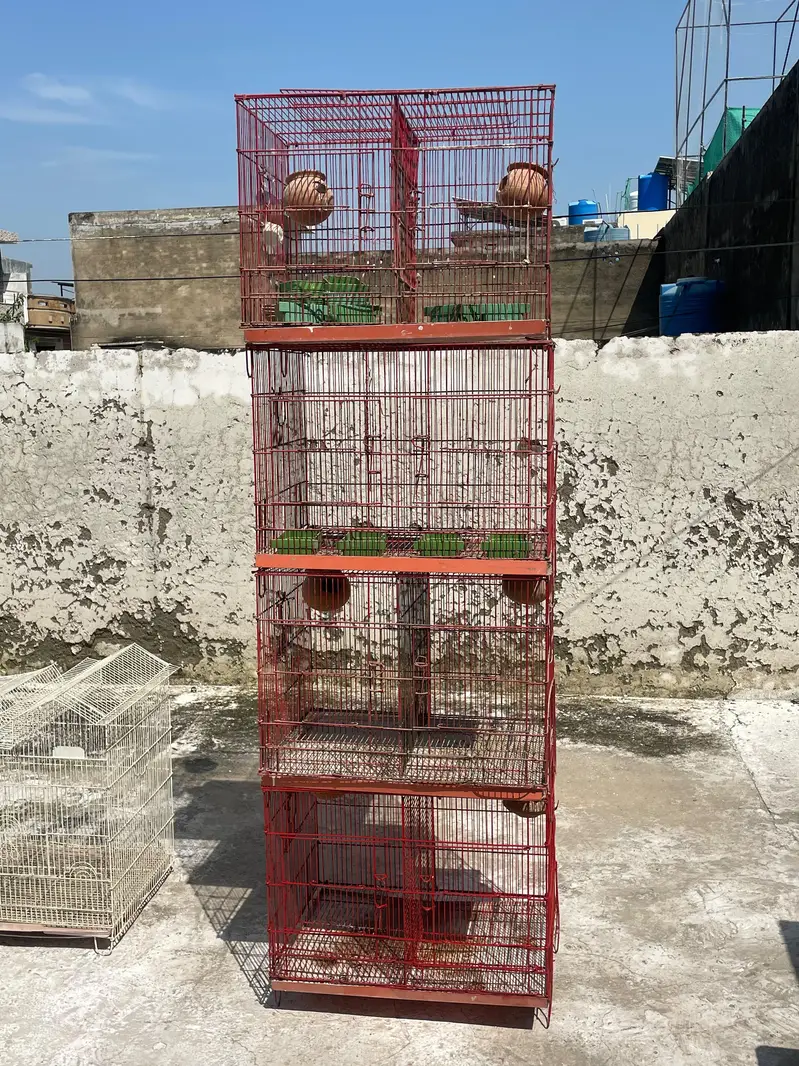 parrots and cages for sell — photo 3