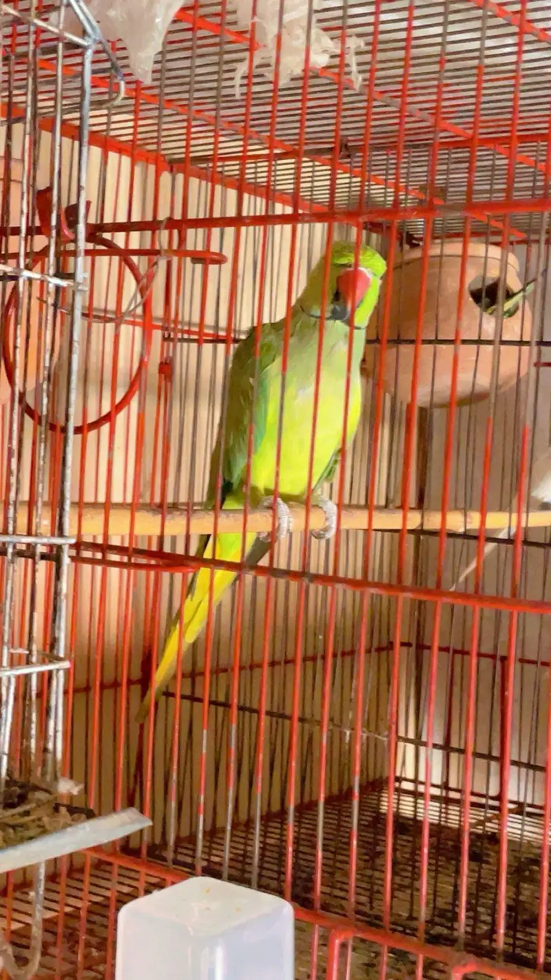 parrots and cages for sell — photo 4