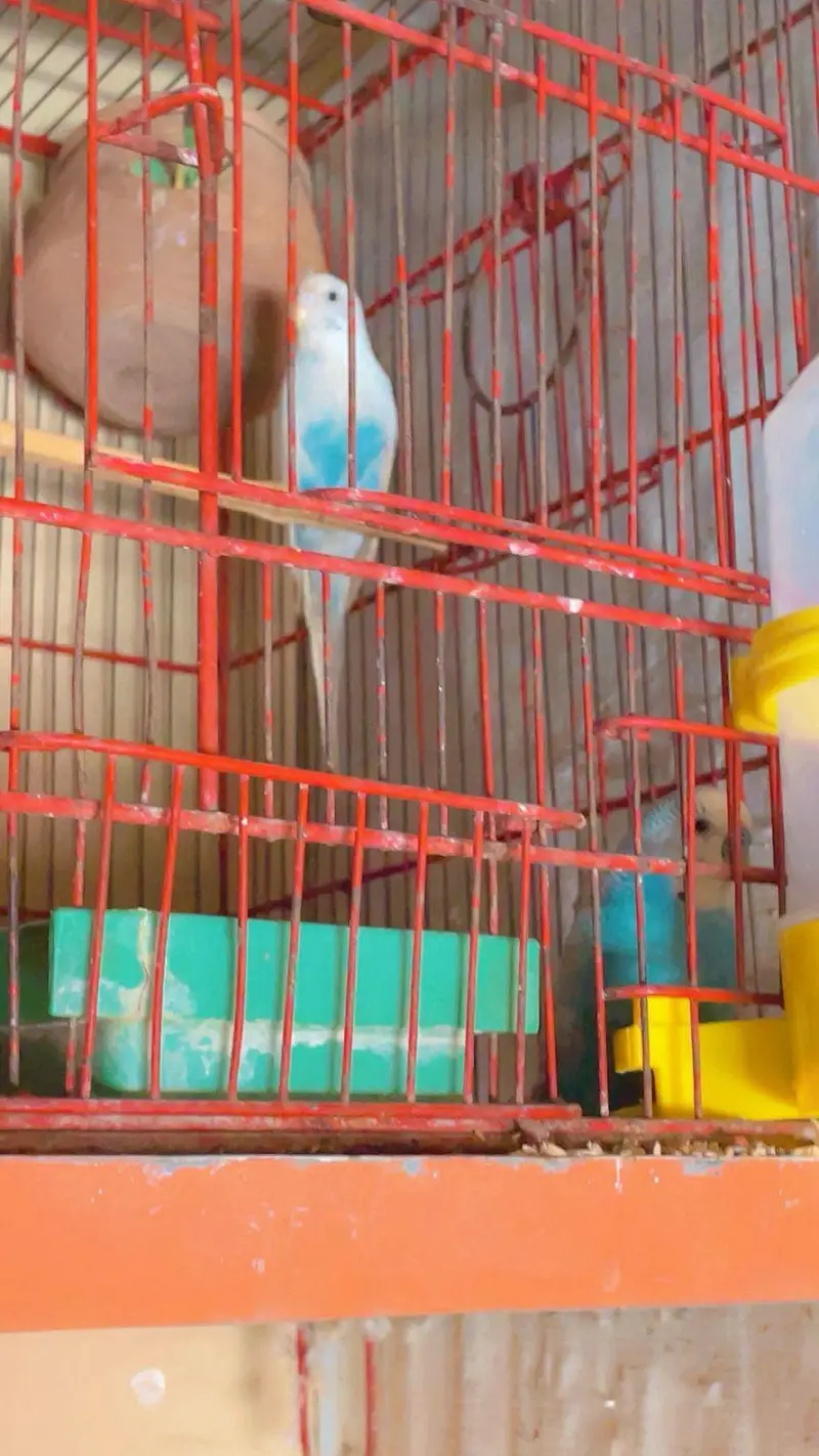 parrots and cages for sell — photo 5