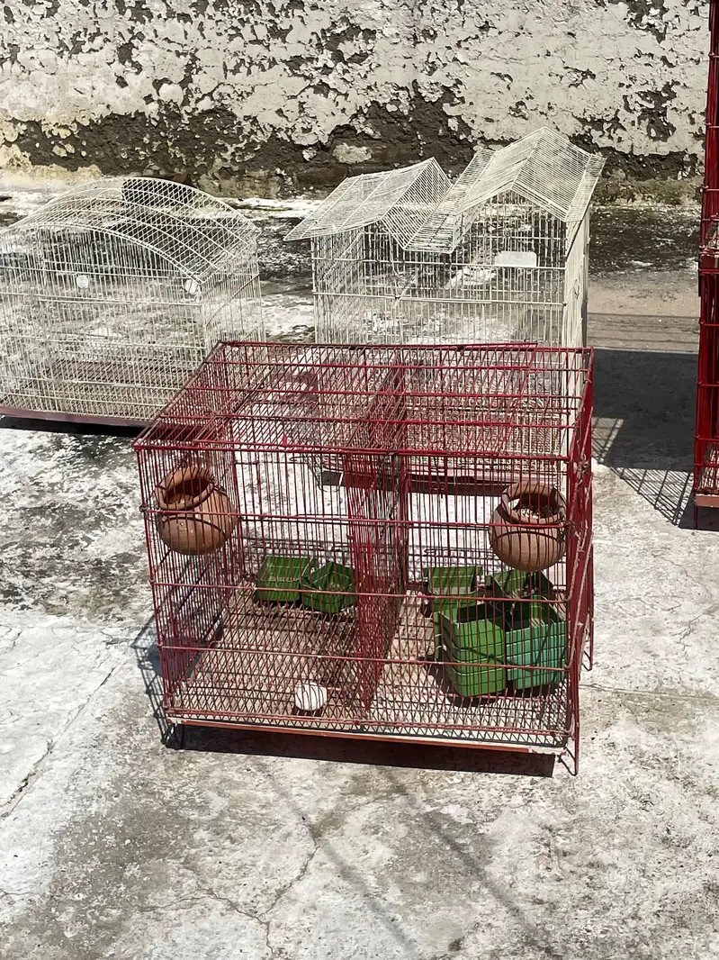 parrots and cages for sell — photo 6