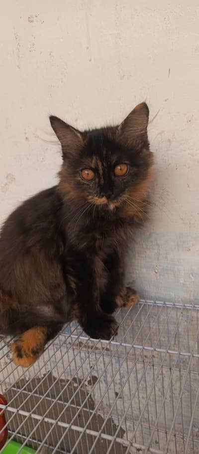 1 cat