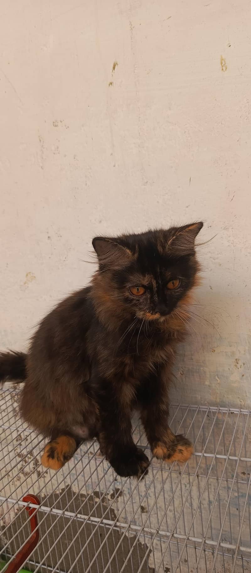 1 cat 3