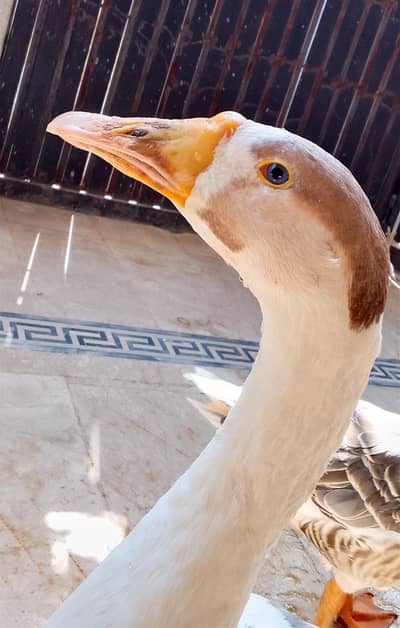 Chaines Goose pair