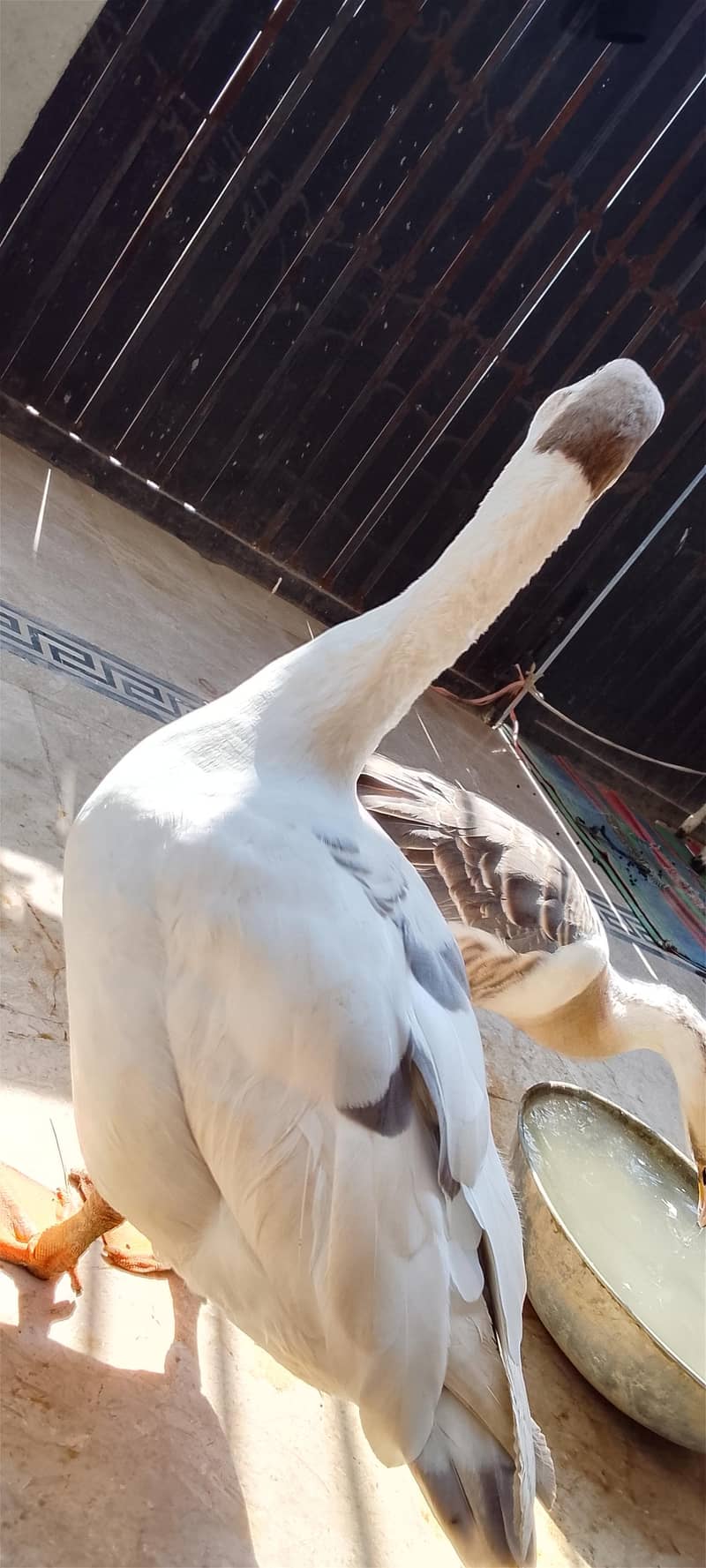 Chaines Goose pair 1
