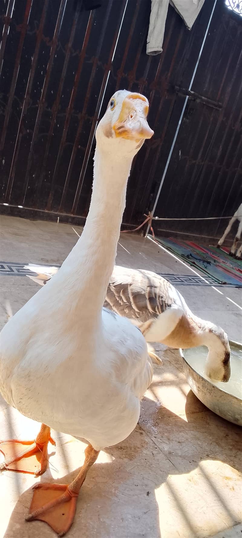 Chaines Goose pair 2