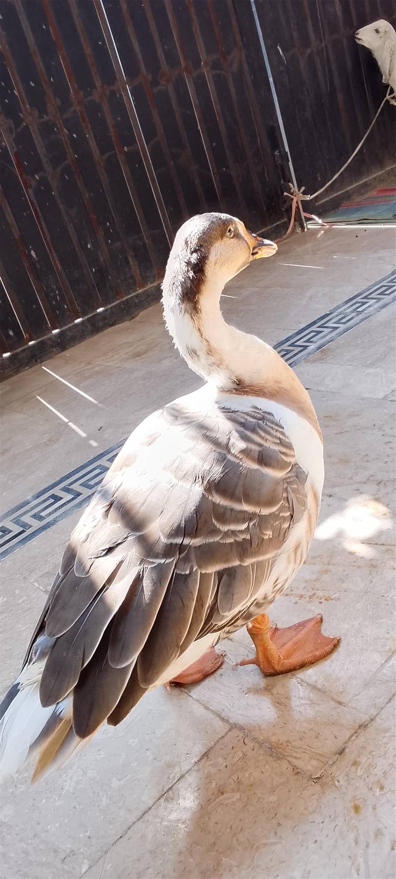 Chaines Goose pair 3