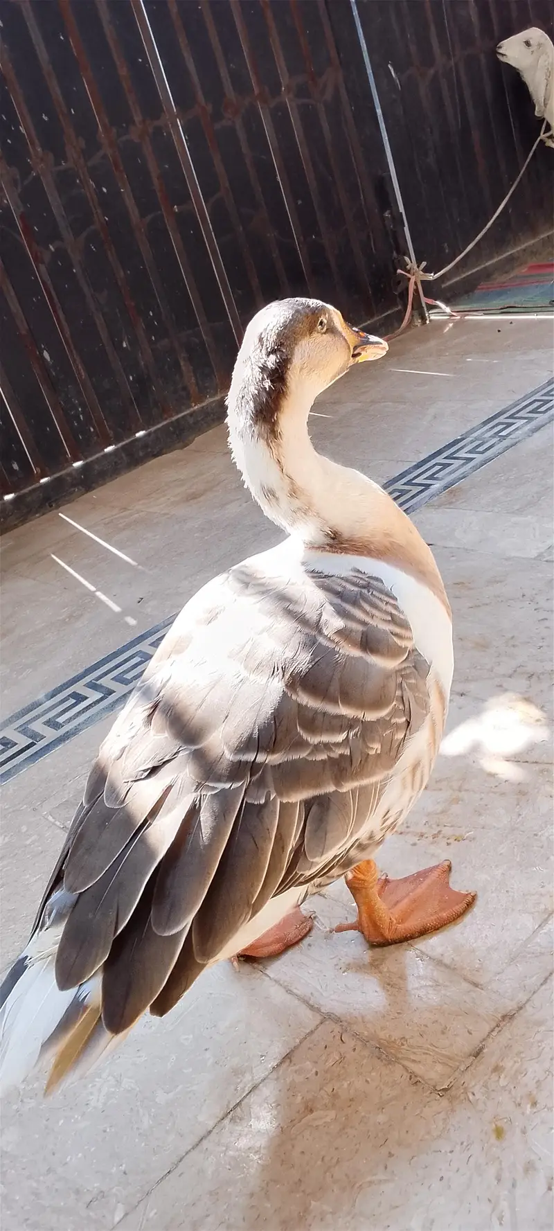 Chaines Goose pair — photo 4