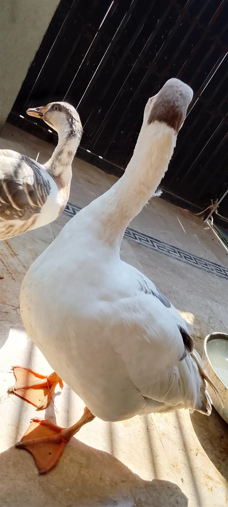 Chaines Goose pair — photo 5