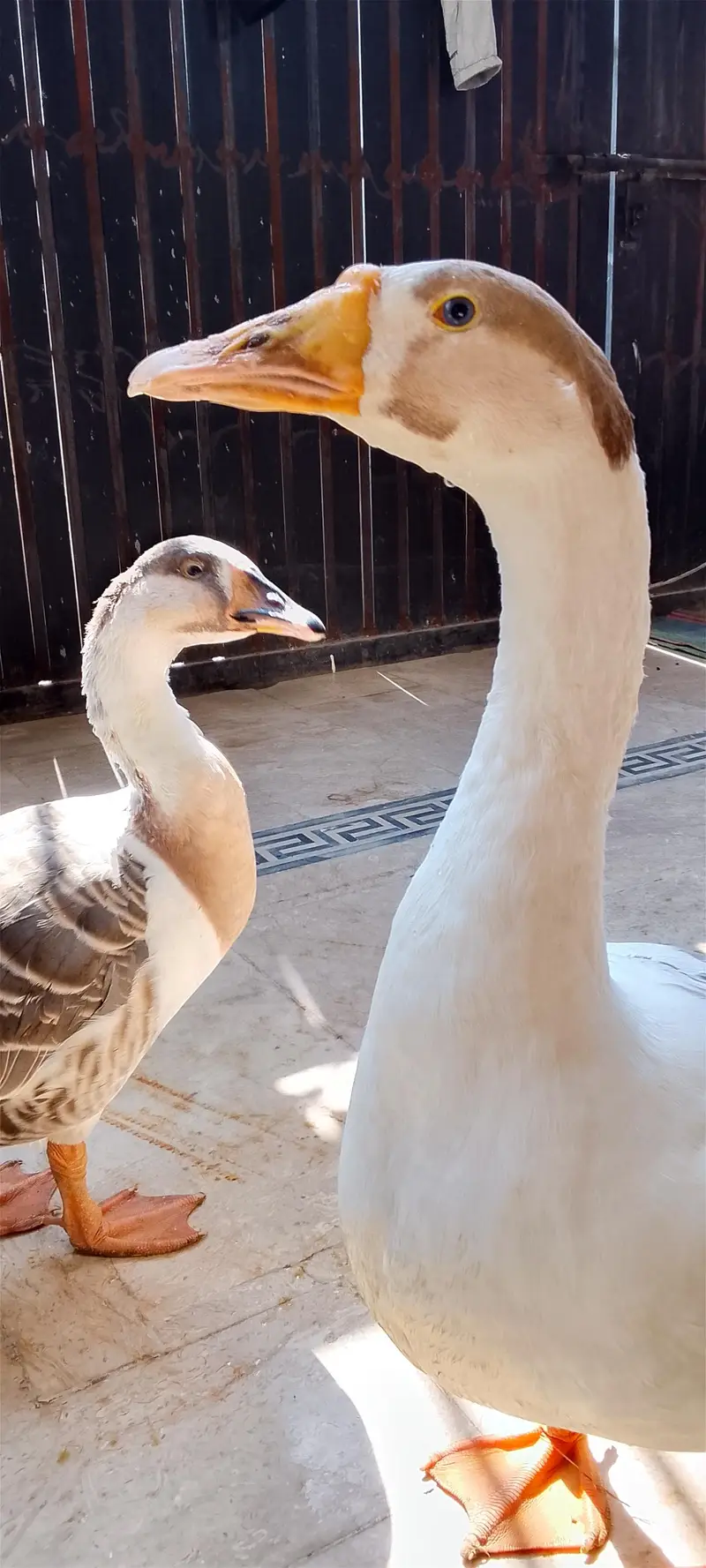 Chaines Goose pair — photo 6