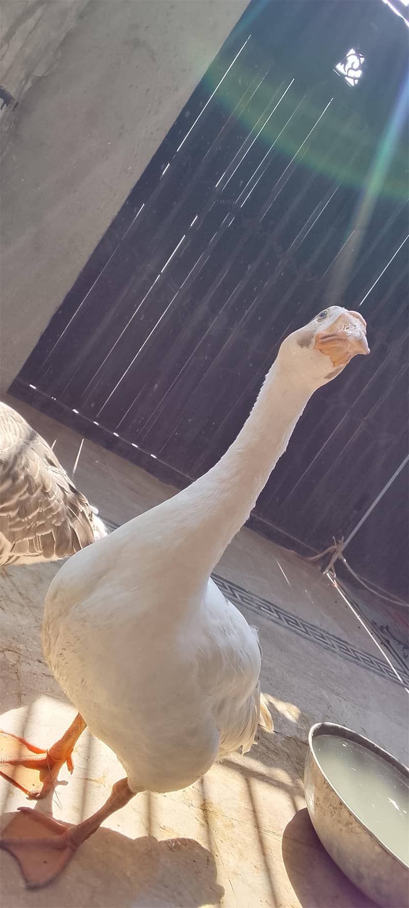 Chaines Goose pair 6