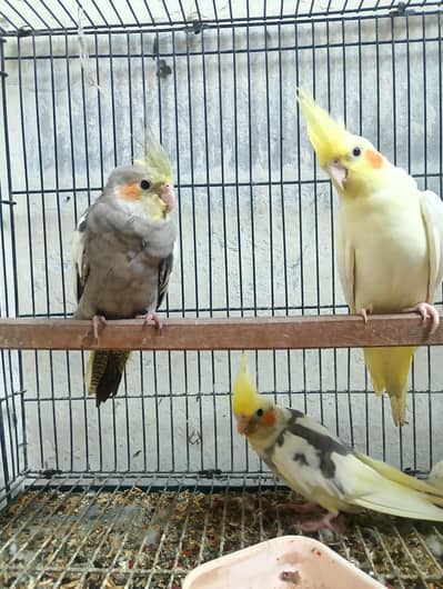 Cockatiel Birds for Sale – 6 to 8 Months Old – Single & Pair Available