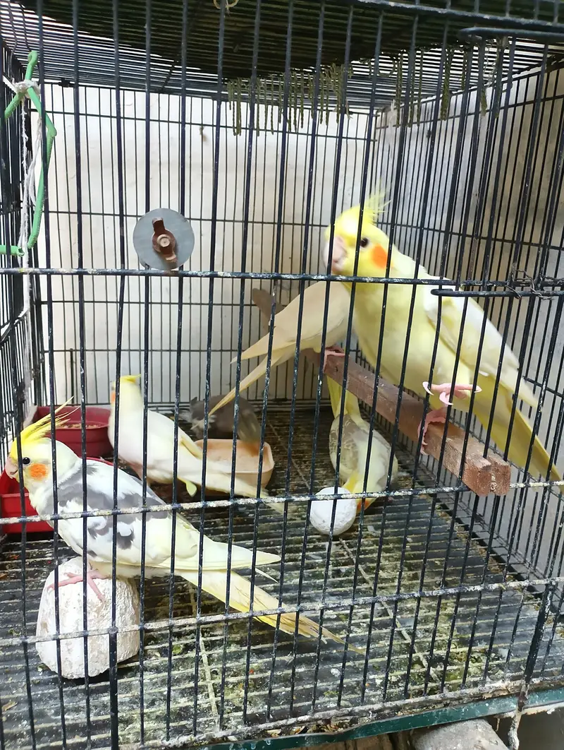 Cockatiel Birds for Sale – 6 to 8 Months Old – Single & Pair Available — photo 2