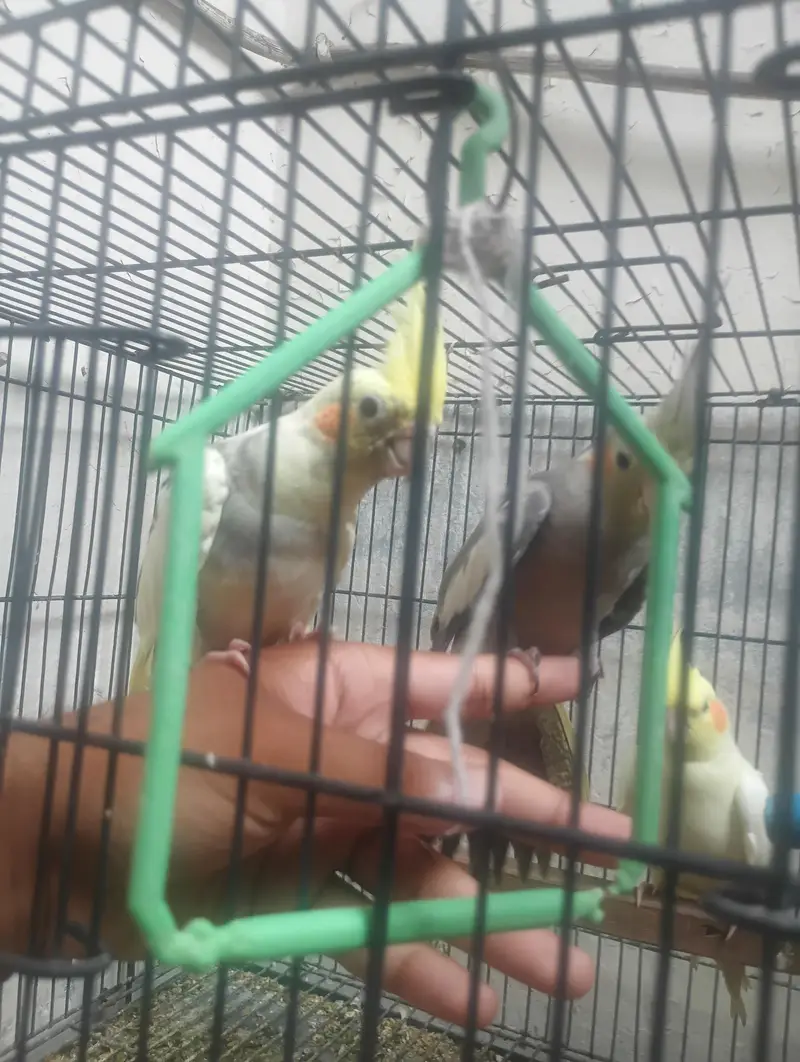 Cockatiel Birds for Sale – 6 to 8 Months Old – Single & Pair Available — photo 3