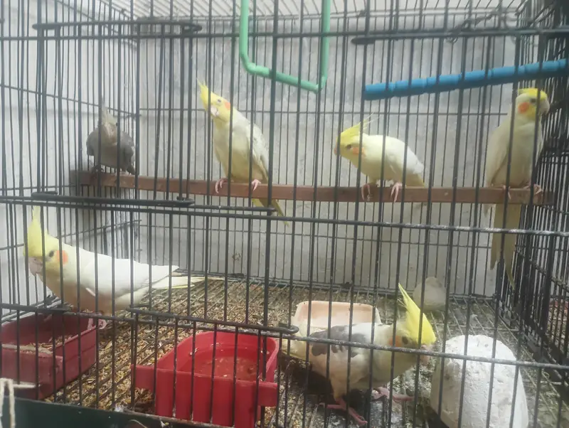 Cockatiel Birds for Sale – 6 to 8 Months Old – Single & Pair Available — photo 4