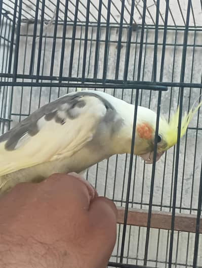 5 month grey male cockatiels Available [Friendly]