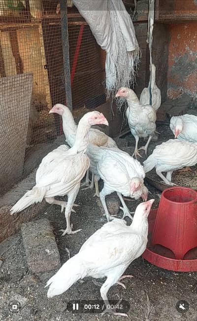 whiite aseel young female and male