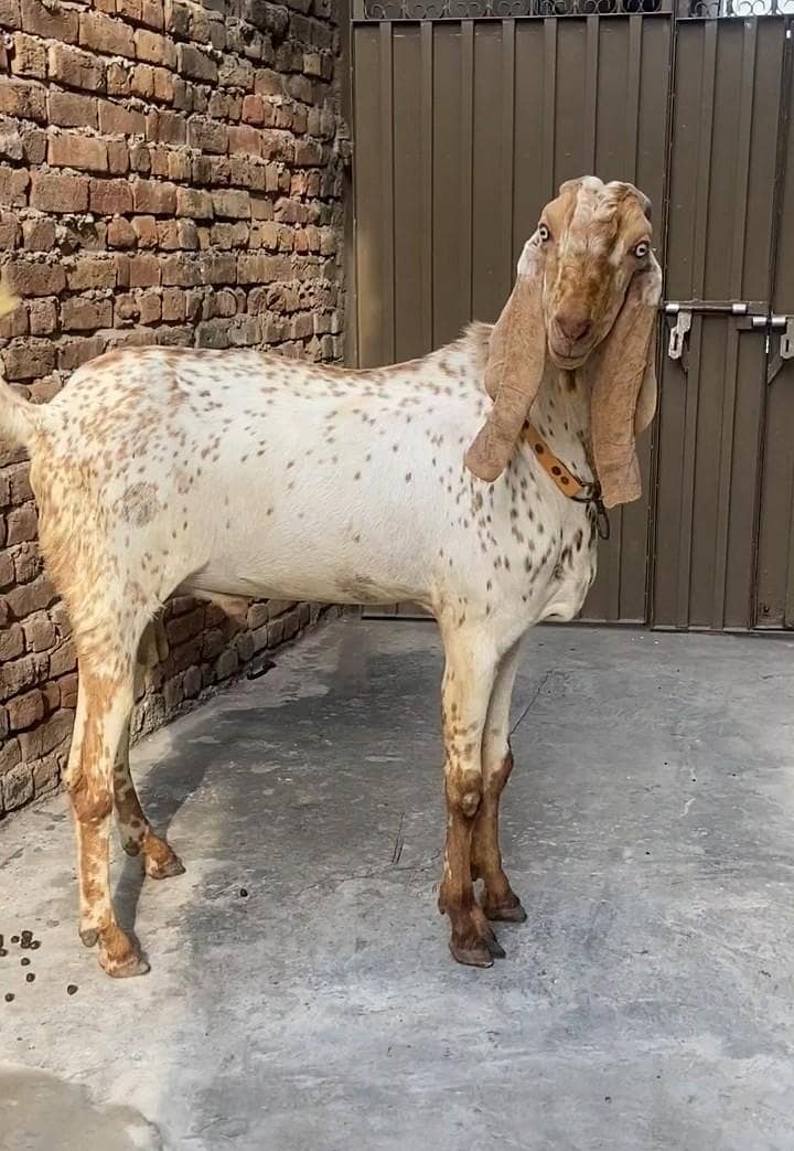 cheena bakra 0
