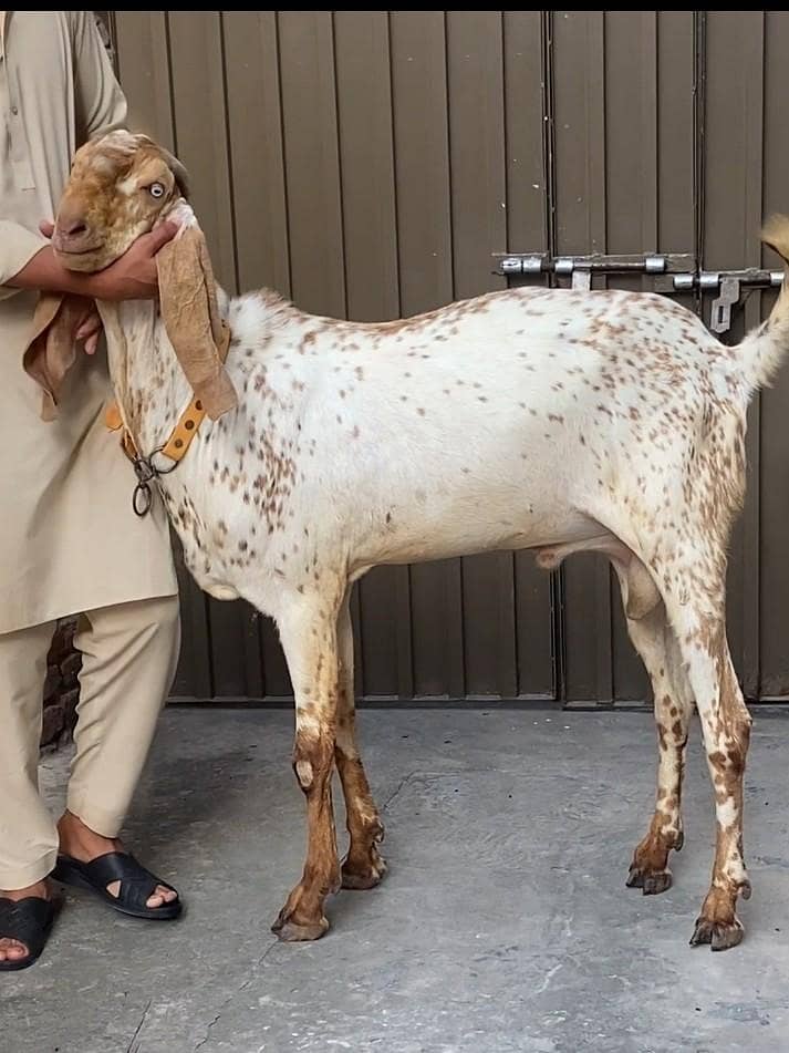 cheena bakra 1