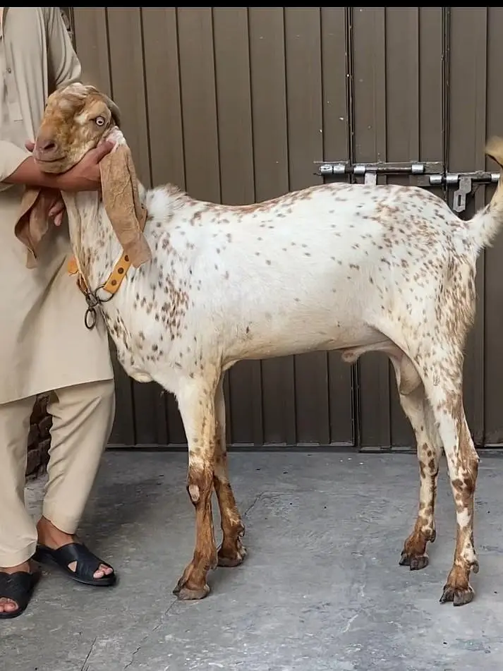 cheena bakra — photo 2